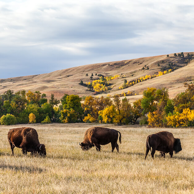 Custer State Park Dakota