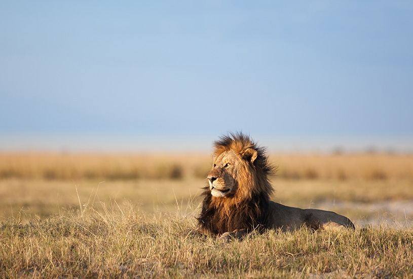 Lion, South Africa