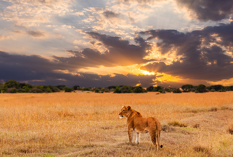 Serengeti, Tanzania